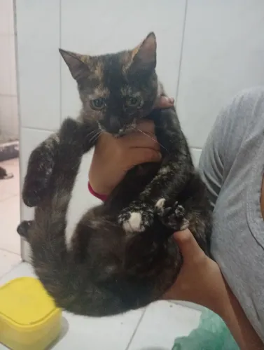 Doa-se gata fêmea, ela é dócil e carinhosa