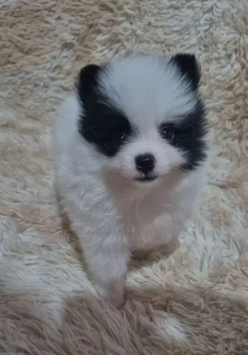 Spitz Alemão Anão/ Lulu da Pomerania