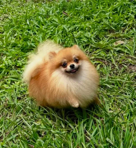Spitz alemão disponível para cruzada