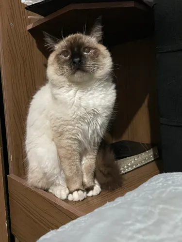 Gato siamês 