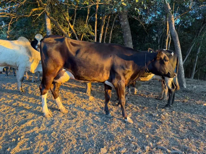 Vacas de Leite