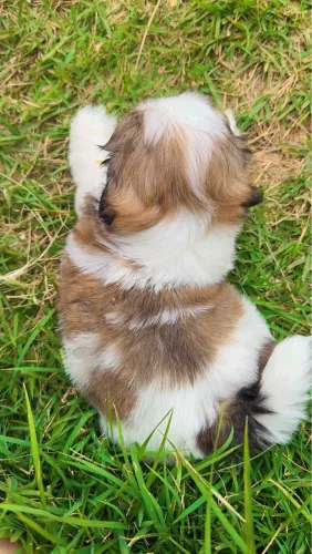 Shih tzu