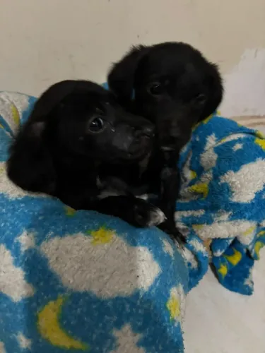 DOAÇÃO DE CACHORRO 