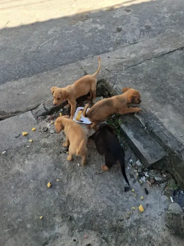 Filhotes para doação