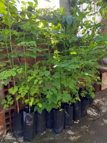 Mudas de moringa 