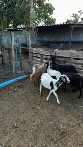 Vendo ovelhas