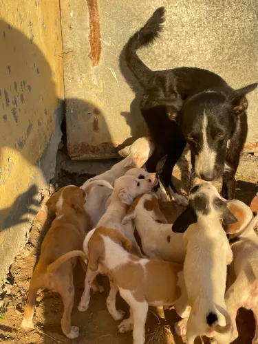 Filhotes de cachorro 