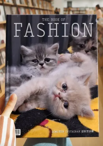 Lindo filhote de gato exótico de persa pelo curto creme disponível 