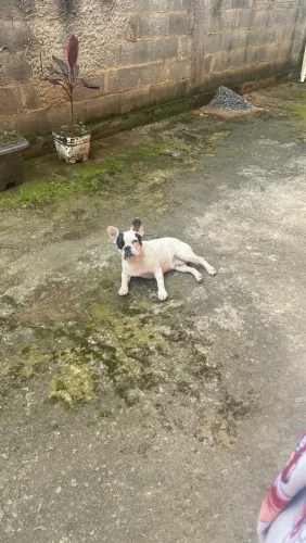 Buldogue francês 