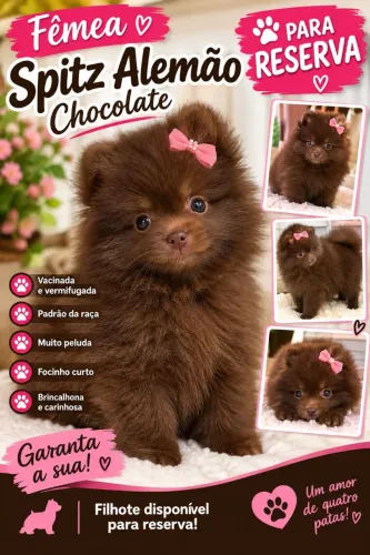 Fêmea chocolate