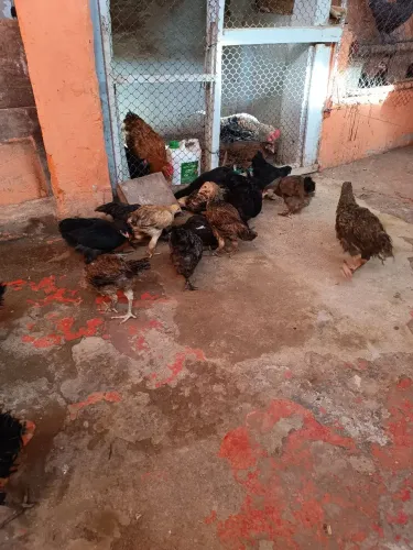 Vende se Frango