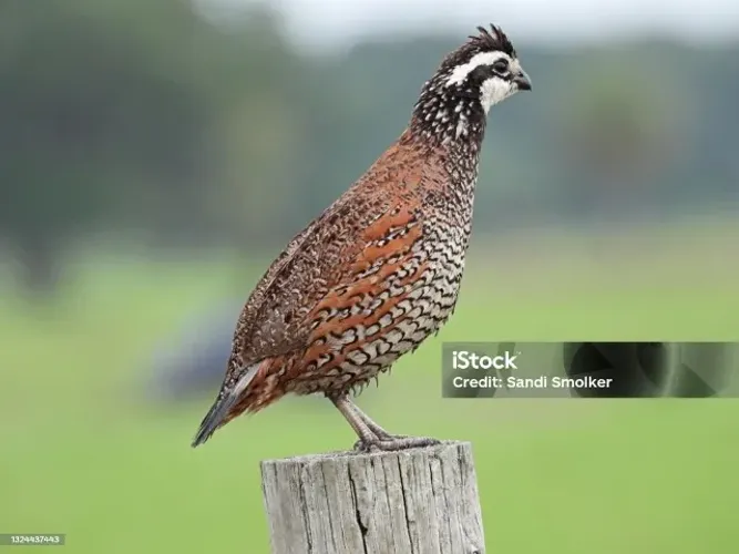 Procuro ovos galados de codornas Bobwhite para comprar. Enviar para Betim/MG.