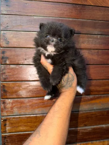 Lulu da pomerania anão filhotes