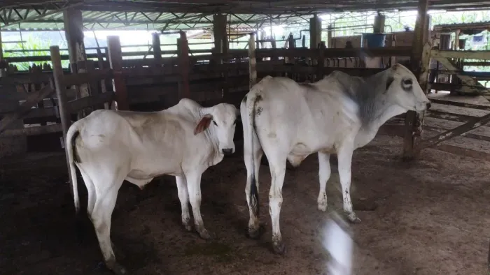 2 Bezerros muito mansos top de linha 