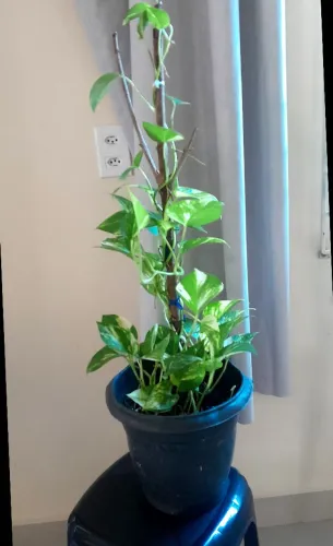 Plantas ornamentais