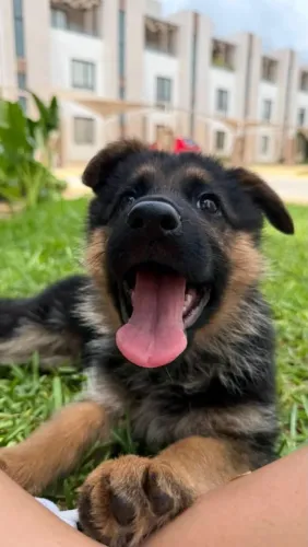 Pastor alemão Cachorrinho pronto para novos contatos