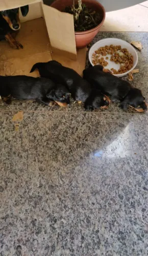 Filhote teckel fêmea ( disponível pra final outubro)