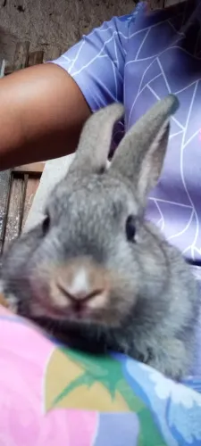 Vende -se  filhotes de coelho