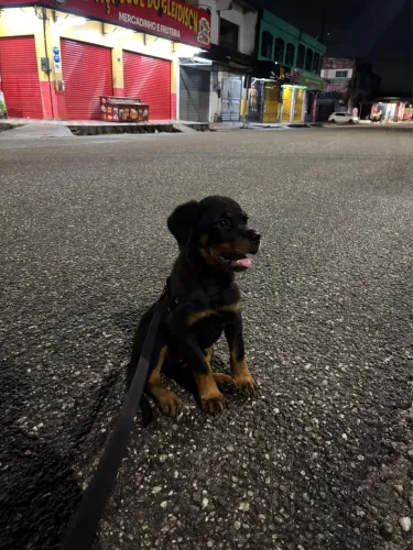 Rottweiler 