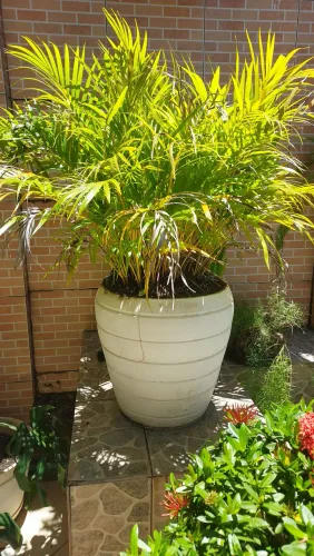 Planta