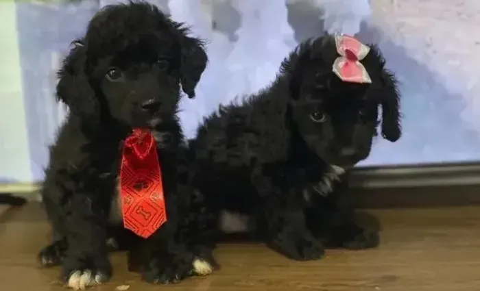 Maltês com poodle pretinhos fofos caminha brinde passo cartão