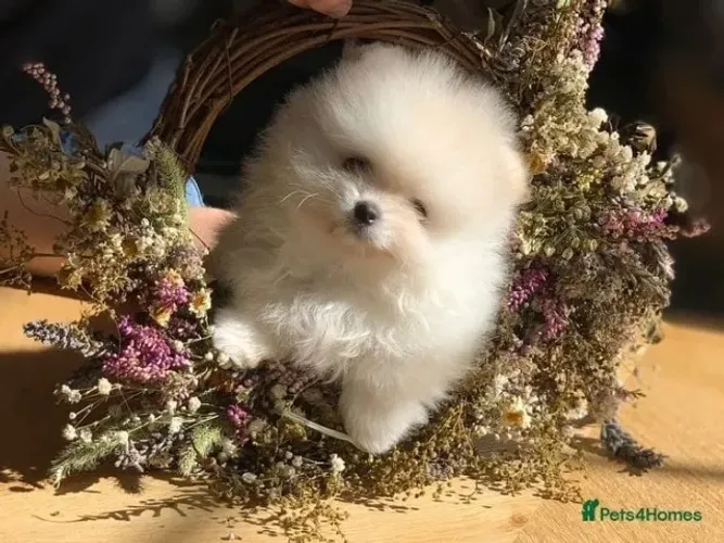 Neném spitz alemão/lulu da pomerânia linhagem selecionada e dócil