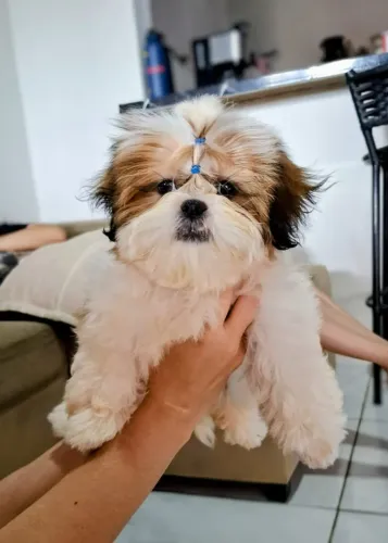 Vendo shihtzu Fêmea vacinada ( 3vascina) 