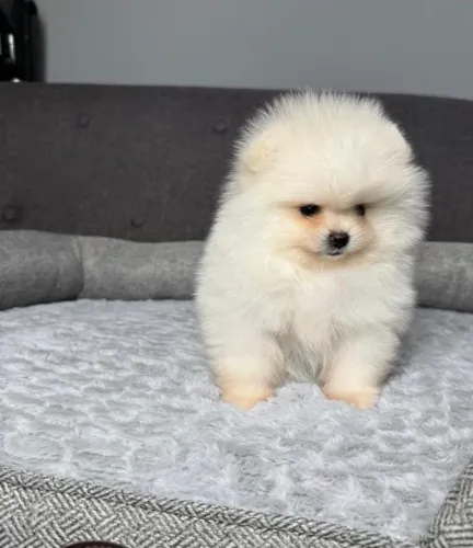 Cachorro Lulu da Pomerania amor para sua casa feliz