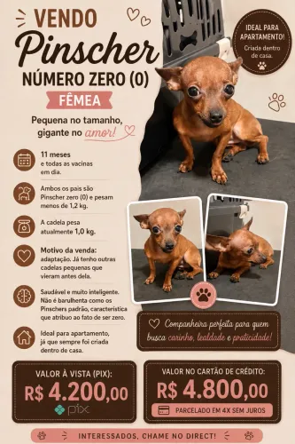 Pinscher zero fêmea