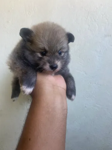 Spitz alemão 