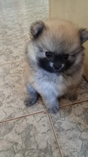 Lulu da Pomerânia