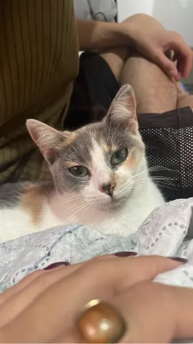 gata pra adoção 