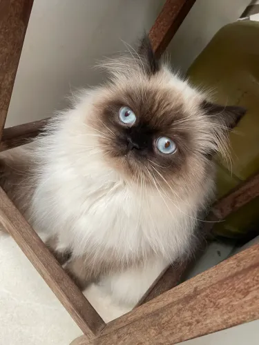 Gato persa