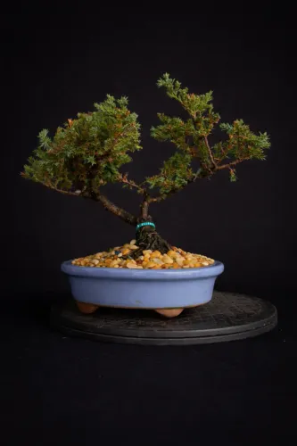 Bonsai Juniperus Horizontalis (Jacaré) / Vaso de Cerâmica Azul Claro - Hajime Bonsai