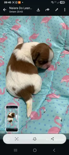 Shitzu fêmea e machinho 