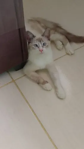 Gatinha para doação
