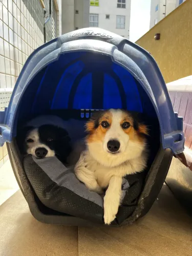 adoção responsável Border Collie