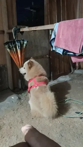 Doação Chow Chow