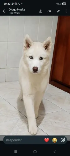 Husky Seberiano 