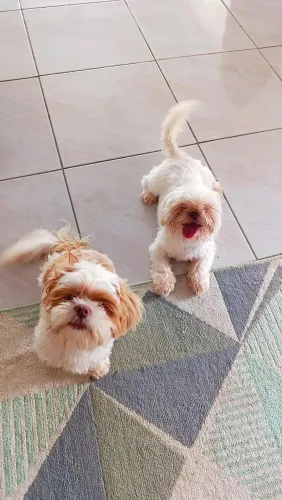 Casal de Shitzu