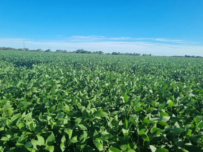 Sítio 21 hectares valor 800.000 em Buritis mg