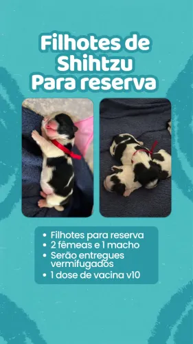 Shihtzu Reserva