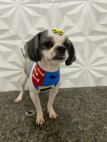 Doação de animal