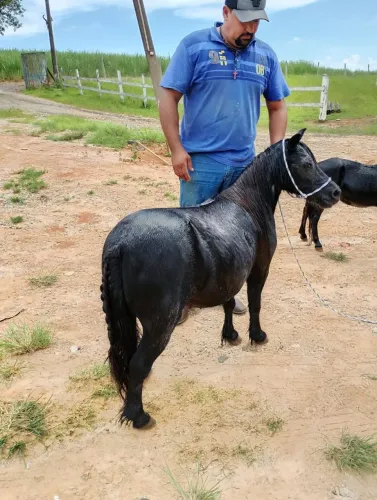 Fêmea de Mine horse 81 cm 5 mil mansa de sela
