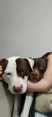 Filhote de American Pit Bull Terrier 