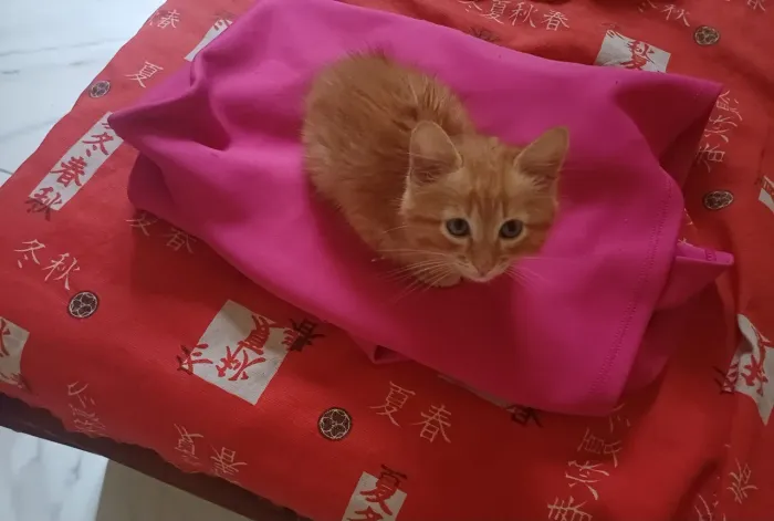Gatinho Angorá X Siamês 45 dias Ruivinho Lindíssimo