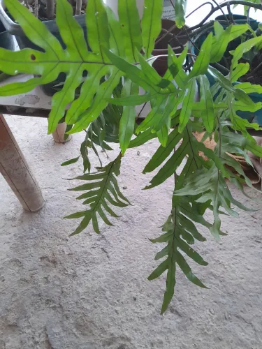 Plantas já pegadas