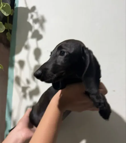 Filhote de Basset fêmea black maravilhosa 