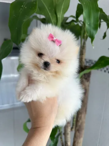 Spitz Alemão Anã Fêmea - Reserve já a sua!!