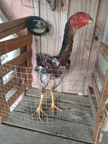 Frango indio gigante